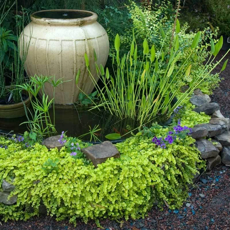 Yellow Creeping Jenny 3 Yellow Creeping Jenny - Image 3