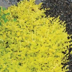 Yellow Creeping Jenny 12 Yellow Creeping Jenny -AURA Flower Shop lysimachia aurea creeping jenny 5