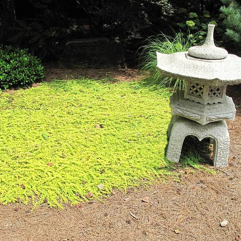 Yellow Creeping Jenny 6 Yellow Creeping Jenny - Image 6