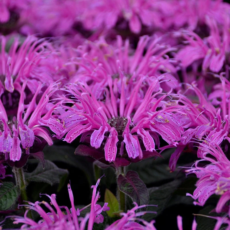 'Leading Lady Plum' Bee Balm 2 'Leading Lady Plum' Bee Balm - Image 2