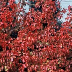 Red Wall® Virginia Creeper -AURA Flower Shop parthenocissus red wall virginia creeper 4