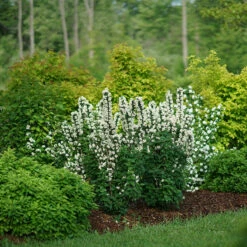 Illuminati Tower® Mock Orange 8 Illuminati Tower® Mock Orange -AURA Flower Shop philadelphus illuminati tower 3