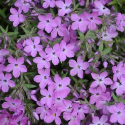 'Rose Sprite' Hybrid Spring Phlox -AURA Flower Shop phlox rose sprite 1