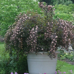 Summer Wine® Ninebark 6 Summer Wine® Ninebark -AURA Flower Shop physocarpus summer wine 3