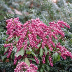 Interstella® Lily-of-the-Valley Shrub 10 Interstella® Lily-of-the-Valley Shrub -AURA Flower Shop pieris interstella 5