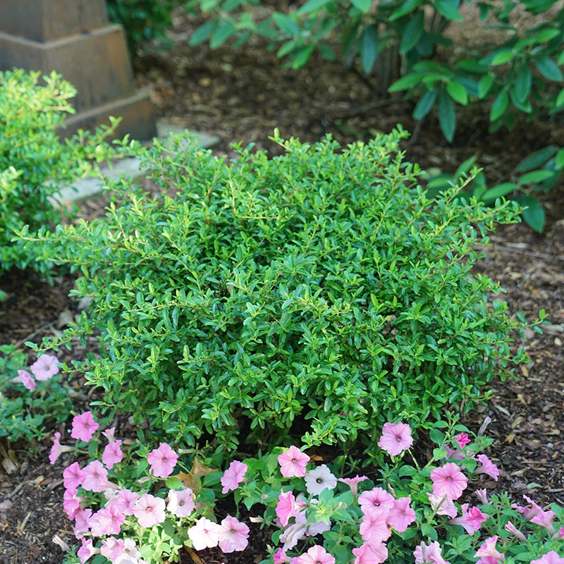 Juke Box® Pyracomeles 1 Juke Box® Pyracomeles