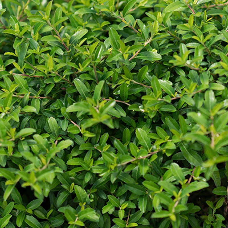 Juke Box® Pyracomeles 2 Juke Box® Pyracomeles - Image 2