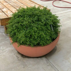 Juke Box® Pyracomeles 6 Juke Box® Pyracomeles -AURA Flower Shop pyracomeles juke box 3