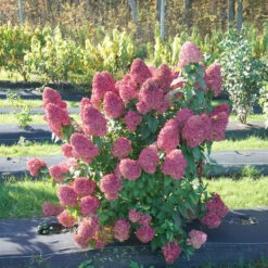 Quick Fire Fab® Panicle Hydrangea -AURA Flower Shop quick fire fab panicle hydrangea 1