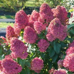 Quick Fire Fab® Panicle Hydrangea -AURA Flower Shop quick fire fab panicle hydrangea 3
