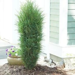 Fine Line® Improved Rhamnus 6 Fine Line® Improved Rhamnus -AURA Flower Shop rhamnus fine line improved 3 sw