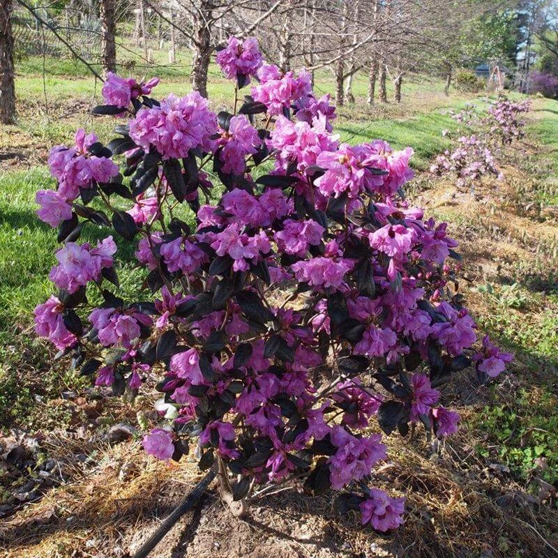 Black Hat® Rhododendron 3 Black Hat® Rhododendron - Image 3