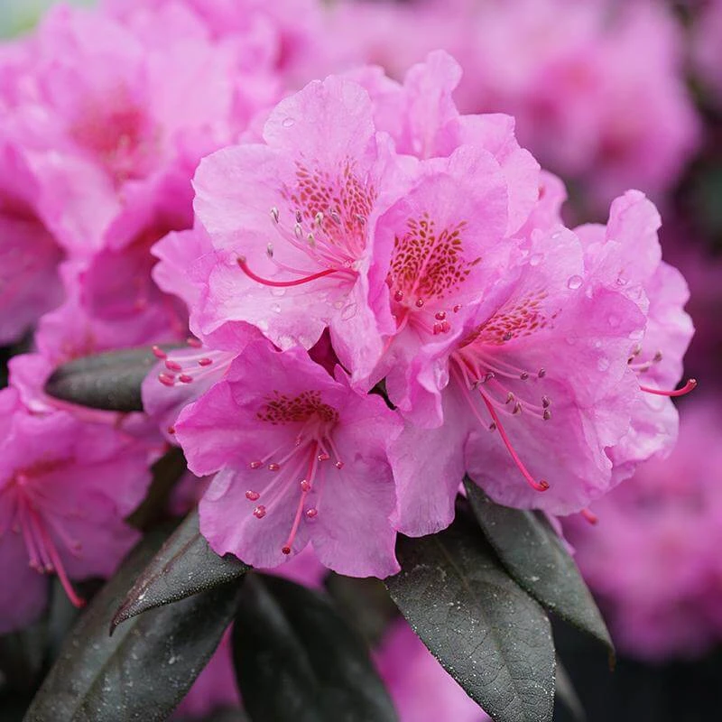 Black Hat® Rhododendron 1 Black Hat® Rhododendron