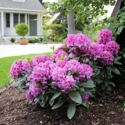 Dandy Man® Purple Rhododendron -AURA Flower Shop rhododendron dandy man purple 3 sw