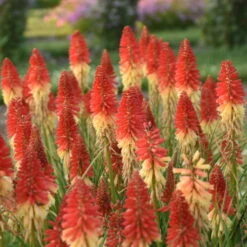 Pyromania™ 'Rockets Red Glare' Red Hot Poker 5 Pyromania™ 'Rockets Red Glare' Red Hot Poker -AURA Flower Shop rockets red glare red hot poker 2