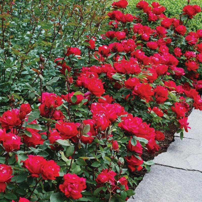 Double Knock Out® Rose 2 Double Knock Out® Rose - Image 2