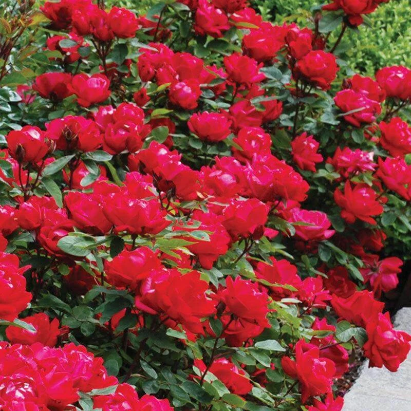 Double Knock Out® Rose 4 Double Knock Out® Rose - Image 4
