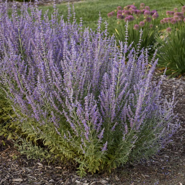 'Sage Advice' Russian Sage 1 'Sage Advice' Russian Sage
