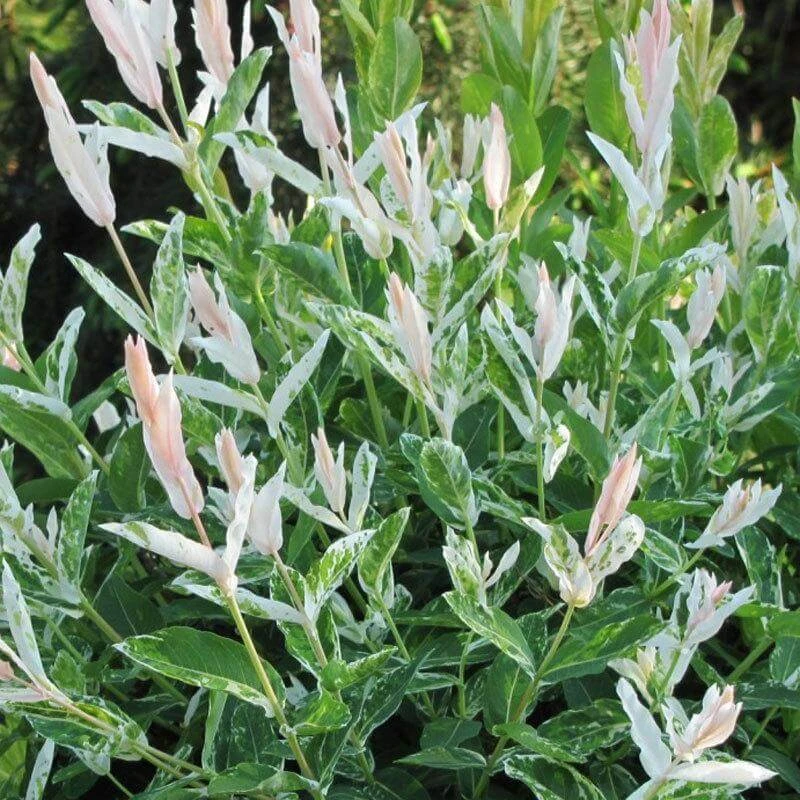 'Hakuro Nishiki' Dappled Willow 1 'Hakuro Nishiki' Dappled Willow