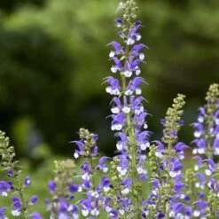Color Spires® 'Azure Snow' Salvia 9 Color Spires® 'Azure Snow' Salvia -AURA Flower Shop salvia azure snow 2 sw