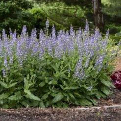 Color Spires® 'Azure Snow' Salvia 10 Color Spires® 'Azure Snow' Salvia -AURA Flower Shop salvia azure snow 3 sw