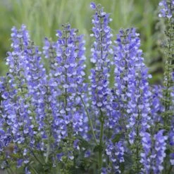 Color Spires® 'Azure Snow' Salvia 11 Color Spires® 'Azure Snow' Salvia -AURA Flower Shop salvia azure snow 4 sw