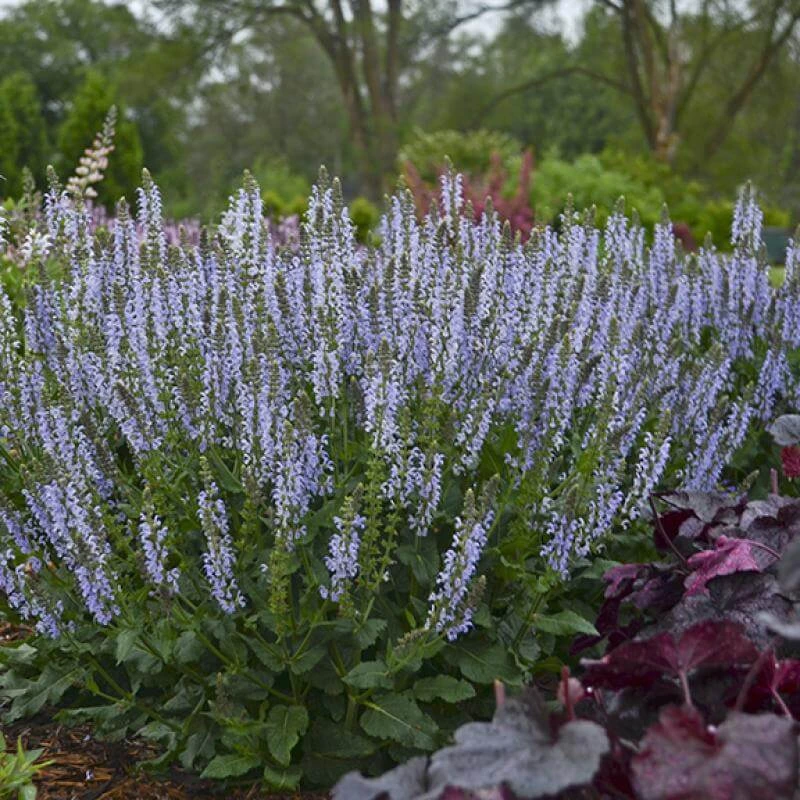 Color Spires® 'Crystal Blue' Salvia 3 Color Spires® 'Crystal Blue' Salvia - Image 3