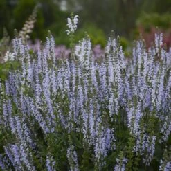 Color Spires® 'Crystal Blue' Salvia 8 Color Spires® 'Crystal Blue' Salvia -AURA Flower Shop salvia crystal blue 3 sw