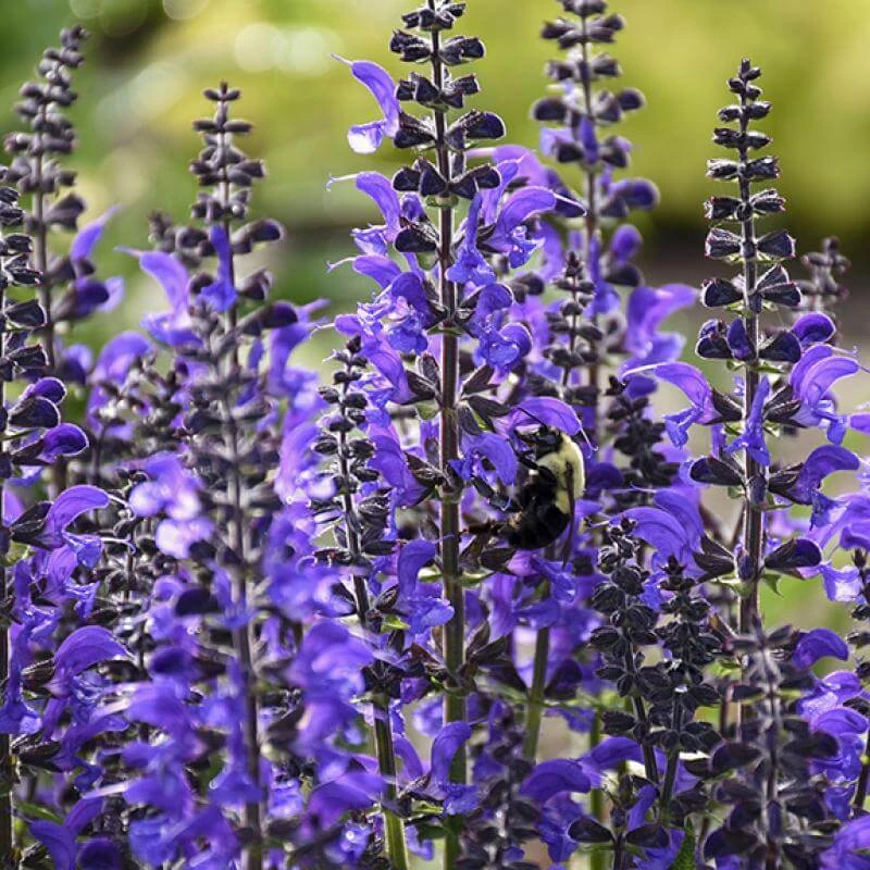 Color Spires® 'Indiglo Girl' Salvia 2 Color Spires® 'Indiglo Girl' Salvia - Image 2