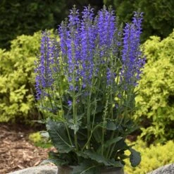 Color Spires® 'Indiglo Girl' Salvia 10 Color Spires® 'Indiglo Girl' Salvia -AURA Flower Shop salvia indiglo girl 3 sw