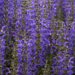 Color Spires® 'Indiglo Girl' Salvia 9 Color Spires® 'Indiglo Girl' Salvia -AURA Flower Shop salvia indiglo girl 4 sw