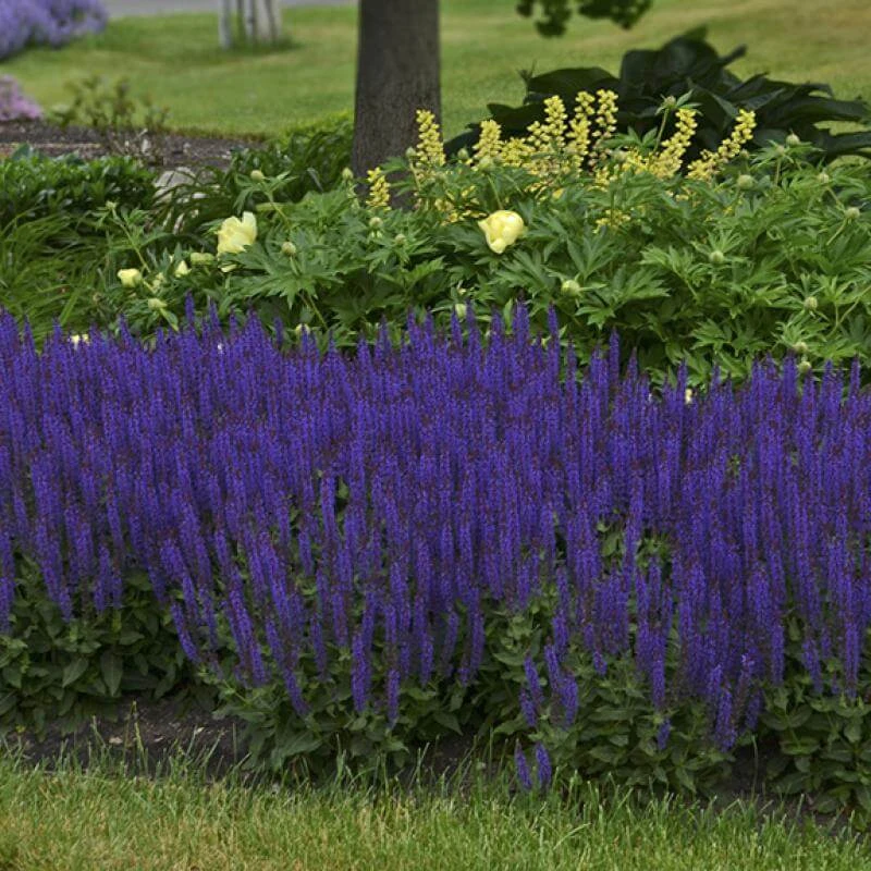 Color Spires® 'Violet Riot' Salvia 3 Color Spires® 'Violet Riot' Salvia - Image 3