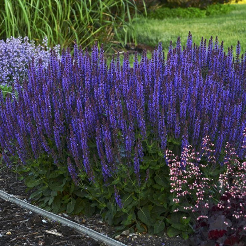 Color Spires® 'Violet Riot' Salvia 1 Color Spires® 'Violet Riot' Salvia
