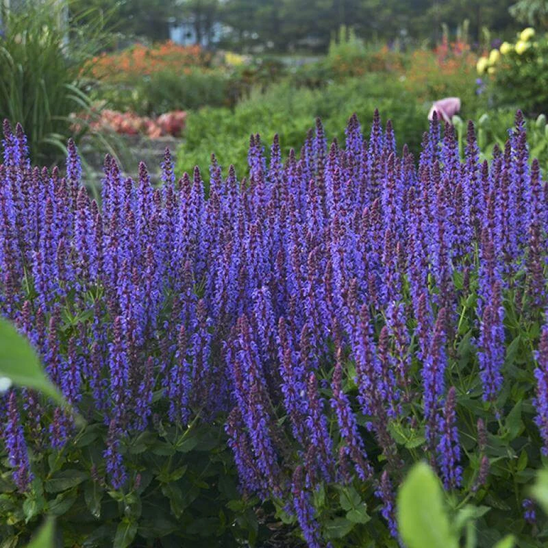Color Spires® 'Violet Riot' Salvia 2 Color Spires® 'Violet Riot' Salvia - Image 2