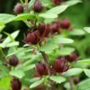 Simply Scentsational® Sweetshrub