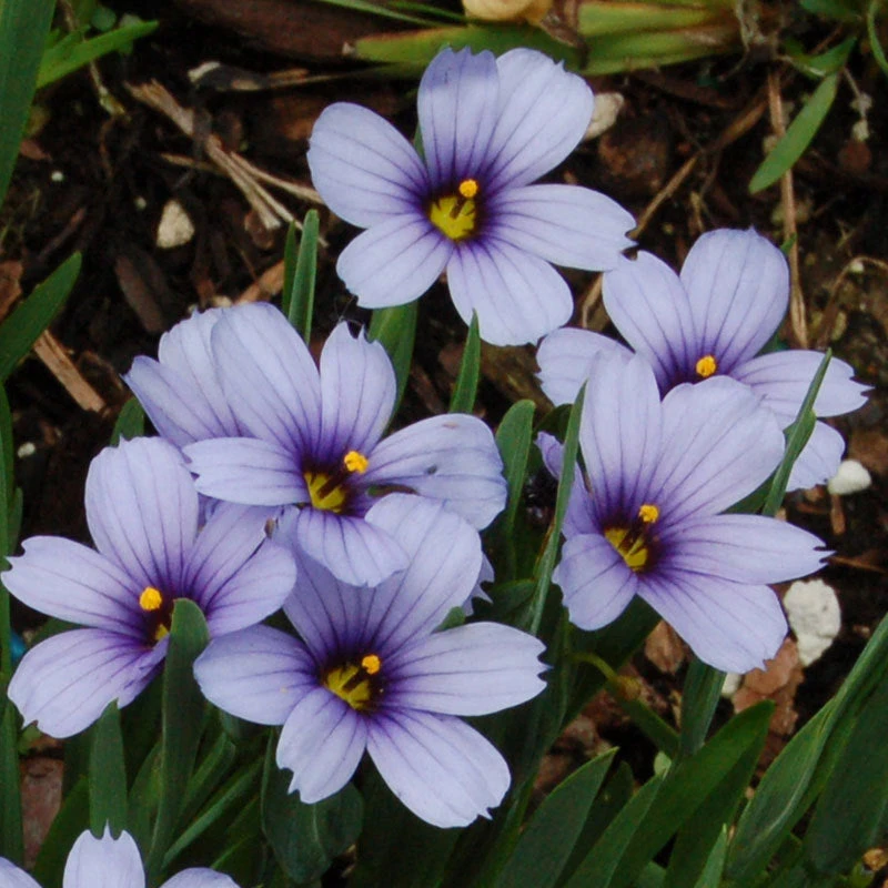'Lucerne' Blue-Eyed Grass 2 'Lucerne' Blue-Eyed Grass - Image 2