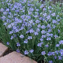 'Lucerne' Blue-Eyed Grass 5 'Lucerne' Blue-Eyed Grass -AURA Flower Shop sisyrinchium lucerne 3