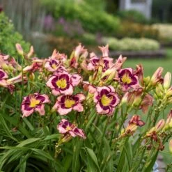 Rainbow Rhythm® 'Sound Of My Heart' Daylily 7 Rainbow Rhythm® 'Sound Of My Heart' Daylily -AURA Flower Shop sound of my heart daylily 1