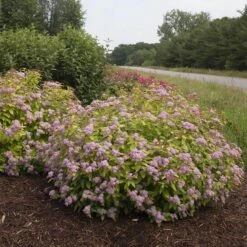AURA Flower Shop 54 Double Play Big Bang® Spirea