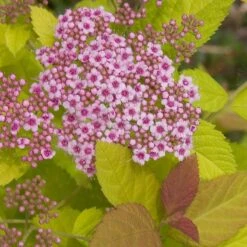 Double Play Big Bang® Spirea 7 Double Play Big Bang® Spirea -AURA Flower Shop spiraea double play big bang 3 sw