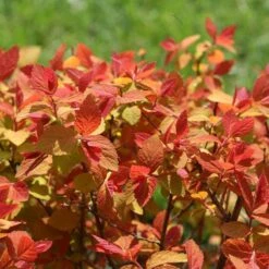 Double Play Big Bang® Spirea 8 Double Play Big Bang® Spirea -AURA Flower Shop spiraea double play big bang 4 sw