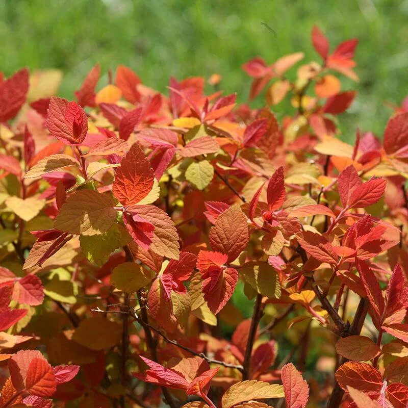 Double Play Big Bang® Spirea 4 Double Play Big Bang® Spirea - Image 4