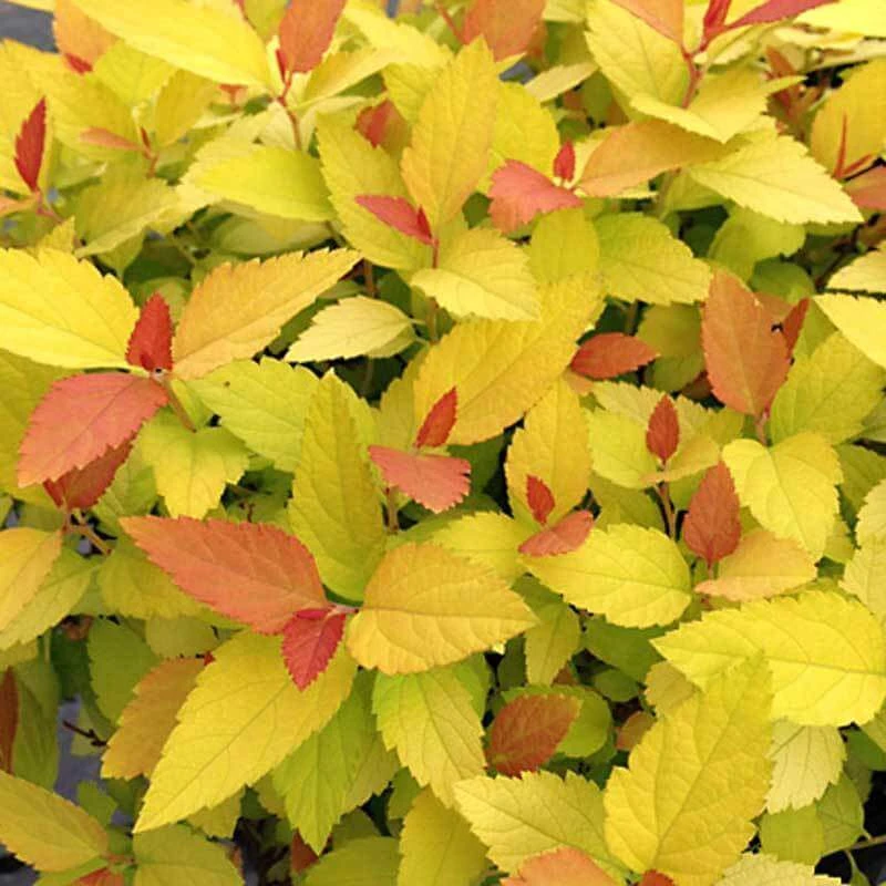 Double Play® Candy Corn® Spirea 2 Double Play® Candy Corn® Spirea - Image 2