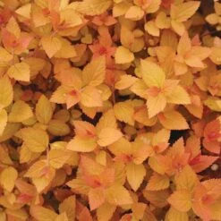 Double Play® Candy Corn® Spirea 7 Double Play® Candy Corn® Spirea -AURA Flower Shop spiraea double play candy corn 3 sw