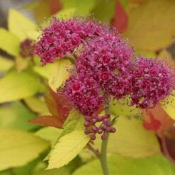 Double Play® Candy Corn® Spirea 8 Double Play® Candy Corn® Spirea -AURA Flower Shop spiraea double play candy corn 4 sw