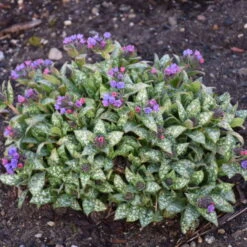 'Spot On' Lungwort 6 'Spot On' Lungwort -AURA Flower Shop spot on lungwort 3