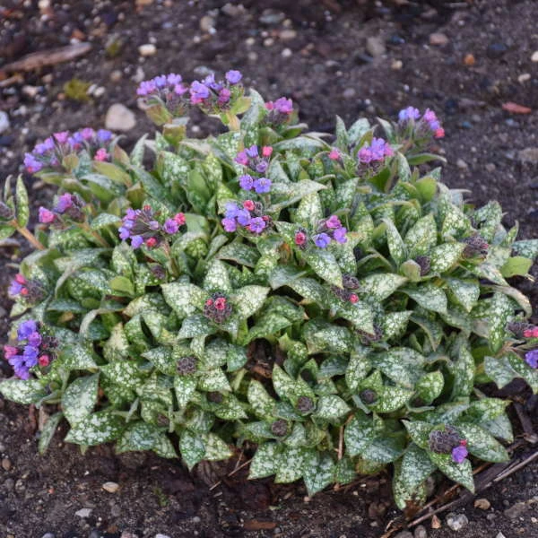 'Spot On' Lungwort 3 'Spot On' Lungwort - Image 3