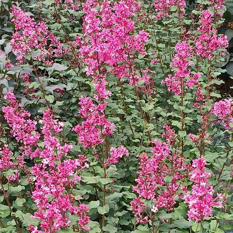 Bloomerang® Dwarf Pink Reblooming Lilac 3 Bloomerang® Dwarf Pink Reblooming Lilac - Image 3