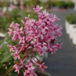 Bloomerang® Dwarf Pink Reblooming Lilac 10 Bloomerang® Dwarf Pink Reblooming Lilac -AURA Flower Shop syringa bloomerang dwarf pink lilac 4 8966bce5 8ef0 449e a4c9 daa5789b0725 sw