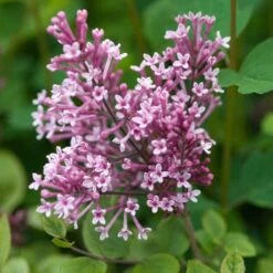 Bloomerang® Dwarf Pink Reblooming Lilac 11 Bloomerang® Dwarf Pink Reblooming Lilac -AURA Flower Shop syringa bloomerang dwarf pink lilac 5 50a99c2d 27cc 441b 9d5a 6c5c9f36fb3a sw